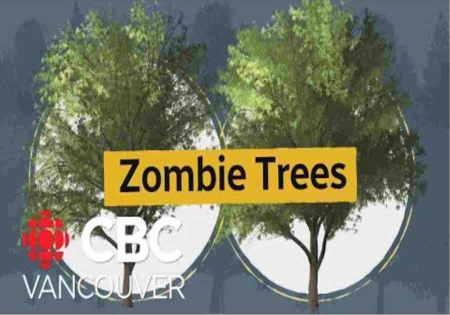 'Zombie' trees resulting from B.C. drought conditions prompt concerns