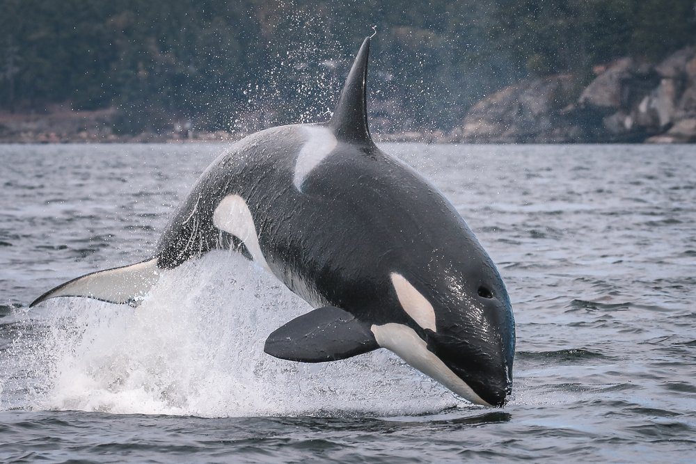 best whale watching vancouver island