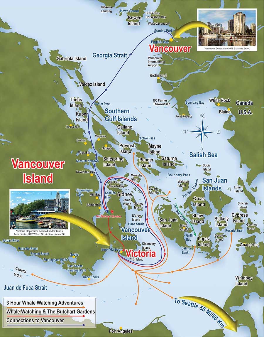 best whale watching vancouver island